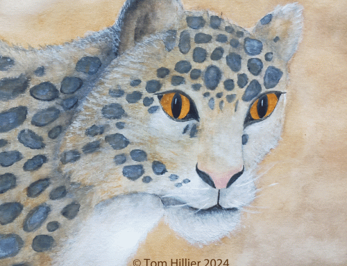 ‘Nubra’ Snow Leopard, Chester Zoo, 2024