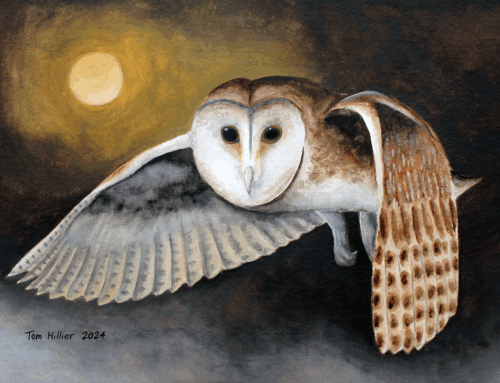 Barn Owl Hunting, 2024