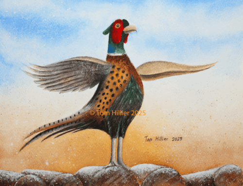 ‘Showing Off’ Male Pheasant, 2025