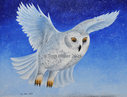 Snowy Owl, 2025