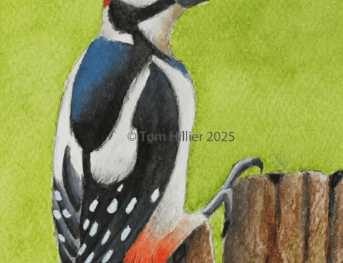 Great Spotted Woodpecker, 2025