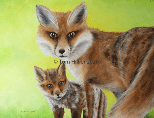 Red Foxes, 2026